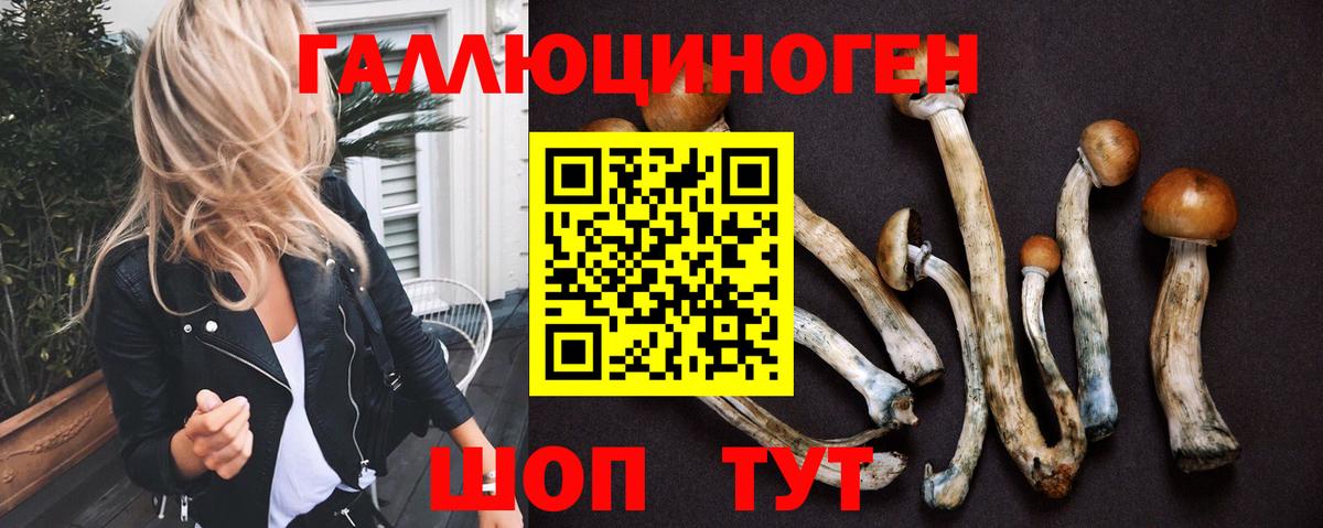 Галлюциногенные грибы Psilocybine cubensis Чернушка